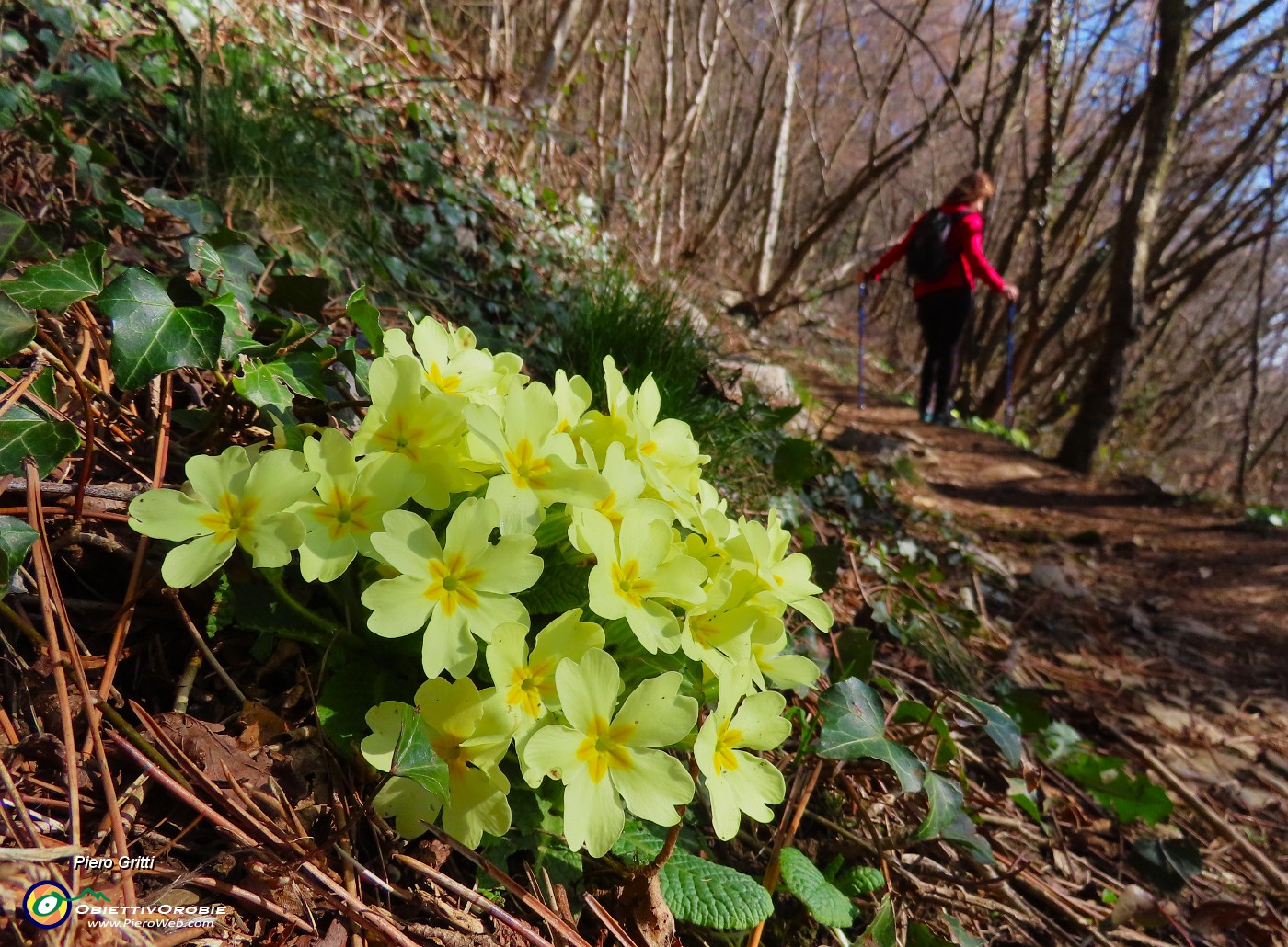 13 Primula vulgaris-Primula comune.JPG